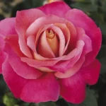 Surina Hybrid Tea Rose 5lt