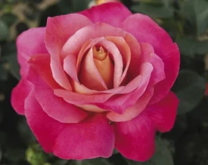 Surina.webp Surina Hybrid Tea Rose 5lt