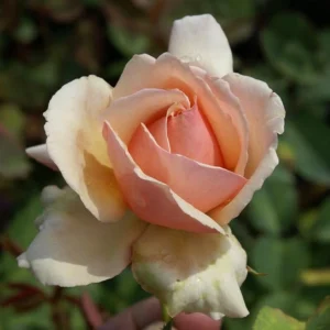 Tanned-Beauty.webp Tanned Beauty Hybrid Tea Rose 5lt