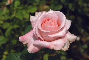 The Rhenish Rose Hybrid Tea Rose 5lt