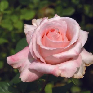 The-Rhenish-Rose.webp The Rhenish Rose Hybrid Tea Rose 5lt