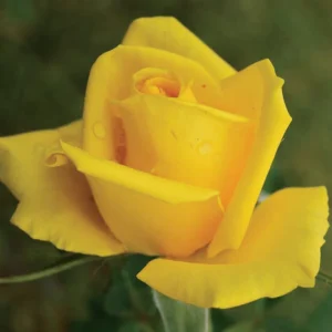 The-Yellow.webp The Yellow Hybrid Tea Rose 5lt