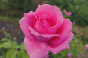 Thula Hybrid Tea Rose 5lt