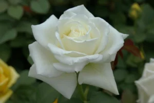 Tineke.webp Tineke Hybrid Tea Rose 5lt