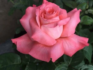 Touch-of-Class.webp Touch of Class Hybrid Tea Rose 5lt