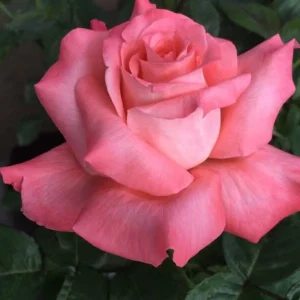 Touch-of-Class.webp Touch of Class Hybrid Tea Rose 5lt