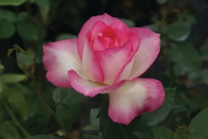 Tourmaline.webp Tourmaline Hybrid Tea Rose 5lt