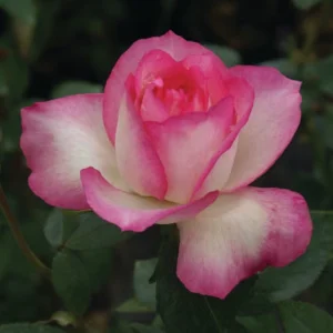 Tourmaline.webp Tourmaline Hybrid Tea Rose 5lt