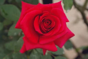 Vanessa Hybrid Tea Rose 5lt
