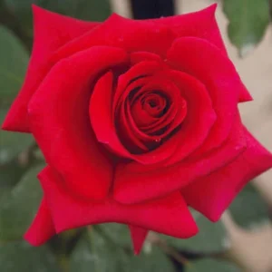 Vanessa.webp Vanessa Hybrid Tea Rose 5lt
