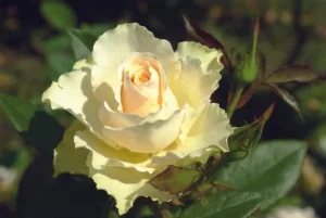 Vanilla Hybrid Tea Rose 5lt