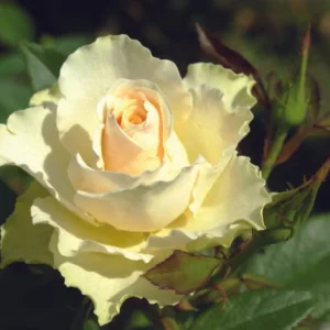 Vanilla.webp Vanilla Hybrid Tea Rose 5lt