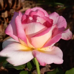 Vesta.webp Vesta Hybrid Tea Rose 5lt