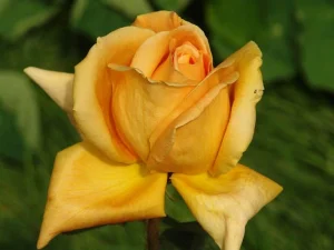 Vienna-Charm.webp Vienna Charm Hybrid Tea Rose 5lt