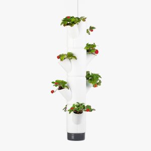 Sissi Strawberry Planter