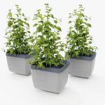 Herbs Buddy Planter