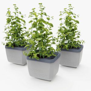 Herbs Buddy Planter