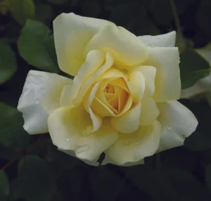 Winter Sun Hybrid Tea Rose 5lt