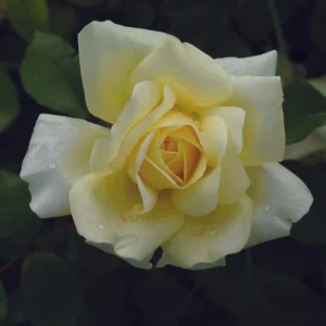 Winter-Sun.webp Winter Sun Hybrid Tea Rose 5lt