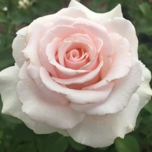 Zanta-Hofmeyr.webp Zanta Hofmeyr Hybrid Tea Rose 5lt