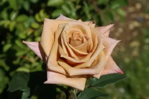 Brownie Hybrid Tea Rose 5lt