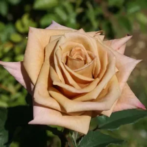 Brownie Hybrid Tea Rose 5lt
