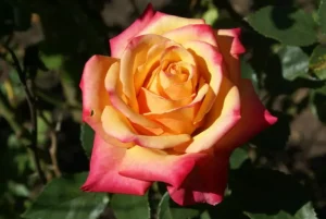 zrolsmiug3arlwfy7y6l.webp Brigadoon Hybrid Tea Rose 5lt