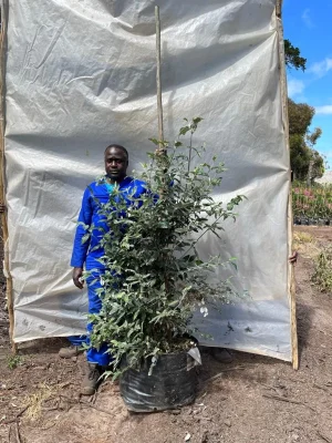 Buddleja Auriculata (weeping Sage) 70lt
