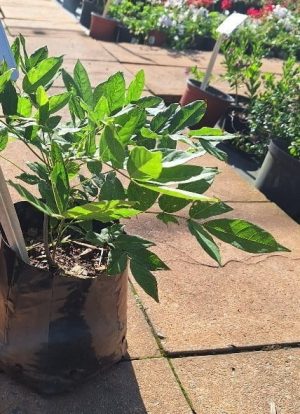 Wisteria Sinensis Blue 19cm Pot