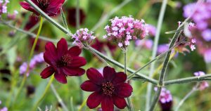 Cosmos Atrosanguineus 'Choca mocha' 15cm Pot