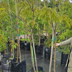 Curry Leaf Tree 50lt