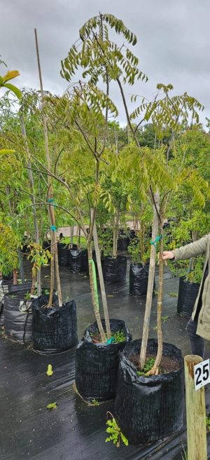 Curry Leaf Tree 50lt