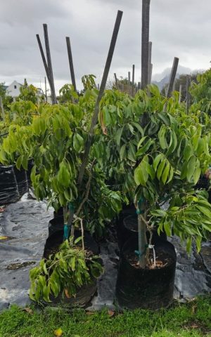 Litchi Tree 50lt