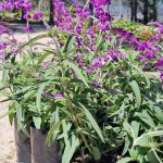 Salvia Leucantha (Purple) 4lt