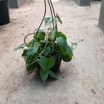 Heart Leaf Philodendron 16cm Hanging Basket