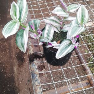 Tradescantia Albiflora 'Nanouk" 15cm Pot
