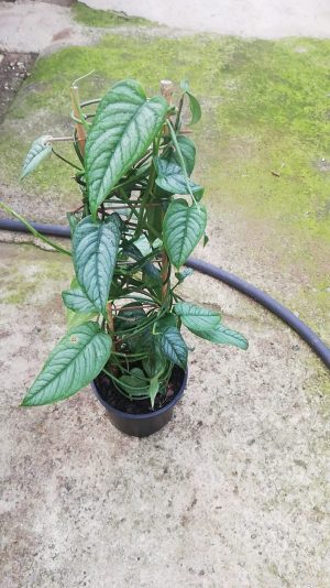 Monstera Siltepecana 16.5cm Pot (Silver Monster)