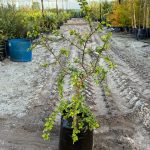 Dovyalis Caffra Shrub (Kei Apple) 20lt