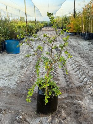 Dovyalis Caffra Shrub (Kei Apple) 20lt