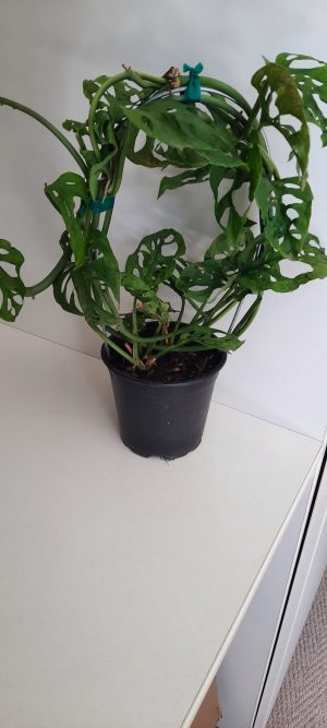 Swiss Cheese Monster 12cm Pot