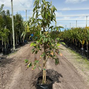 1000060752-scaled-1.jpg Avocado Fuerte 50lt