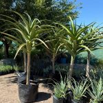 Aloe Barberae 100lt