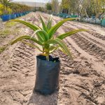 Aloe Thraskii 20lt