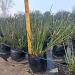 Strelitzia Juncea 50lt