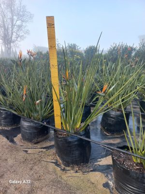 Strelitzia Juncea 50lt