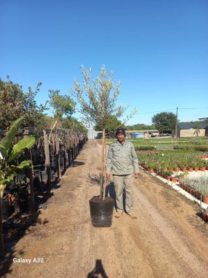 Olea Africana 50lt