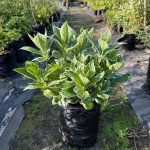 Hydrangea Macro. Variegated 10lt