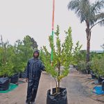 1000068953-scaled-1.jpg Eureka Lemon Tree 125lt Special