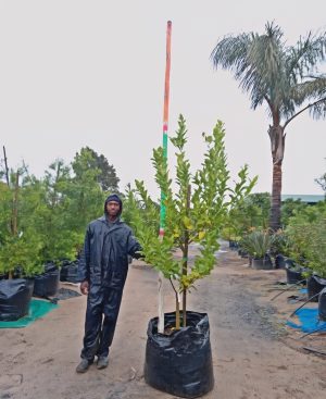 1000068953-scaled-1.jpg Eureka Lemon Tree 125lt Special