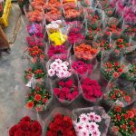 Chrysanthemum 15cm Pot